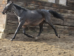 Fotoblog cavalo6