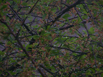 Fotoblog quesico