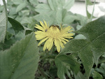 Fotoblog cheerfulbird