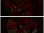 Fotoblog altair12