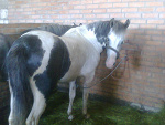 Fotoblog lovehorse12