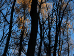 Fotoblog sunflowersineyes
