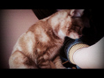 Fotoblog turtlle
