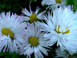 Fotoblog mynameisasdness