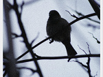 Fotoblog kropkikreski
