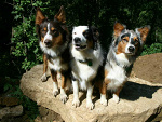 Fotoblog aussian