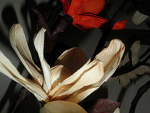 Fotoblog freeofheart