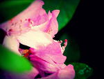 Fotoblog redflyinghorse