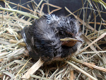 Fotoblog konikova97