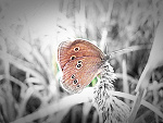Fotoblog kaka8