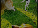 Fotoblog talunia1306
