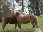 Fotoblog llani