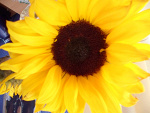 Fotoblog x33mysiax33