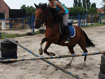 Fotoblog agrohorse