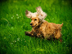 Fotoblog proces