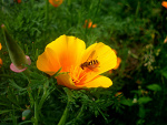 Fotoblog flowersxnature