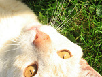 Fotoblog kocurro