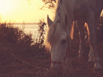 Fotoblog koniomaniaaa