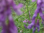 Fotoblog skarbuus
