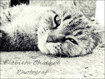 Fotoblog elzbietaxchocholxphoto