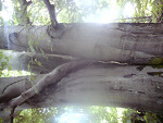 Fotoblog sivvvek61