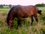 Fotoblog fakro