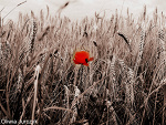 Fotoblog meeeoooww