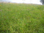 Fotoblog skittelss