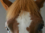 Fotoblog himbere
