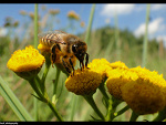 Fotoblog calawkwiataach