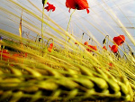 Fotoblog strawberrysky7