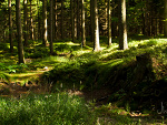 Fotoblog pangzegzolka