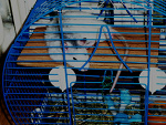 Fotoblog szczuraskii
