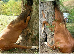 Fotoblog ratujmykonie