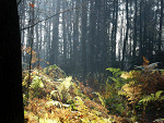 Fotoblog nalesnikzaglady