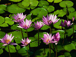 Fotoblog misia667