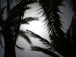 Fotoblog amarillas