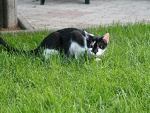 Fotoblog roseharmony
