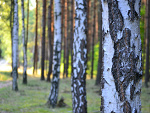Fotoblog zjemcidupe