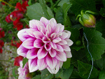 Fotoblog nanamiarihyoshi