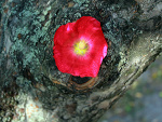 Fotoblog canon550d