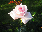 Fotoblog photographystyle15