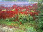 Fotoblog fireghost998