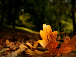 Fotoblog sweeneey