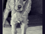 Fotoblog gabagab