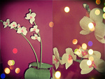 Fotoblog cherryylady