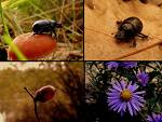 Fotoblog czasowstrzymywacz1135