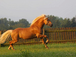 Fotoblog magicalhorse