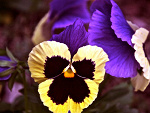 Fotoblog whitepoppyseed