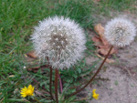 Fotoblog paulilittles